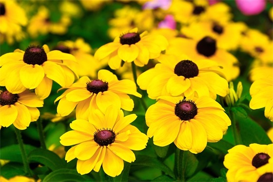 敢于坚持自己认为正确的的名言