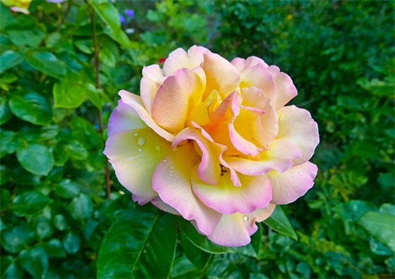 欢乐颂经典台词