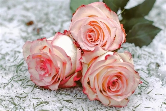 竞选班委发言稿范文