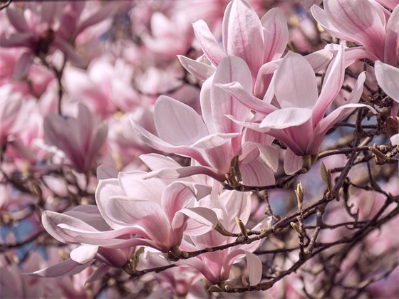 名言警句坚强81句