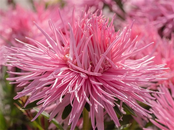 关于执着的名人名言