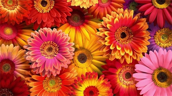 挫折努力成功的名言警句