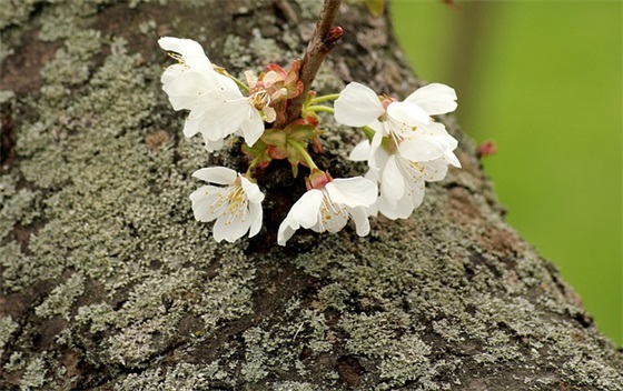 关于心灵美的名言71句 关于心灵美的名言71句