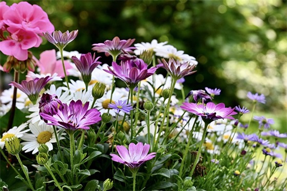 关于欲望的英语名言 关于欲望的英语名言