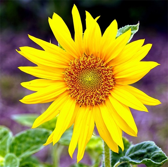 2025帮助他人的格言警句