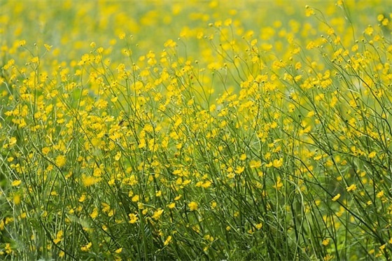 廉洁自律警句格言80句