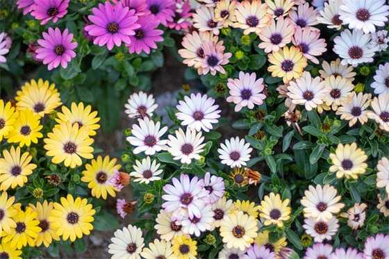 厨师职业格言77句