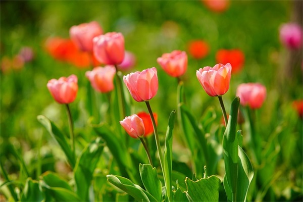 英语格言带翻译