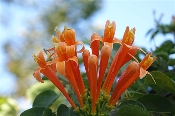 带萍字的网名大全(优选78个)