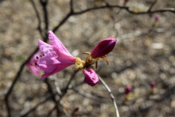 葫芦丝新颖好听的名字(85个)