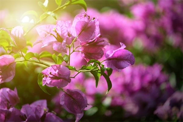 网名可爱少女心可以有草莓的名字(73个)