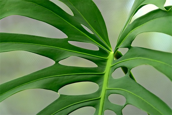 文雅有诗意的网名