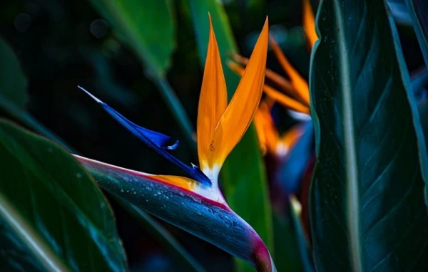 100个唯美诗意的古风网名