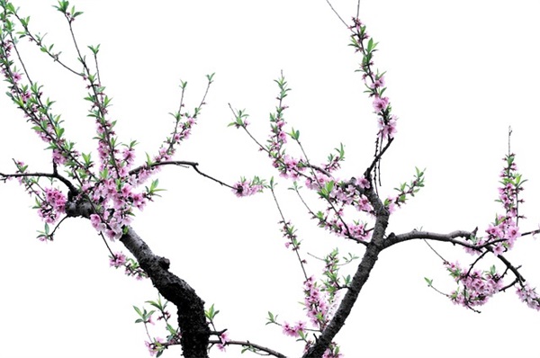 越来越顺的微信名字(96个)