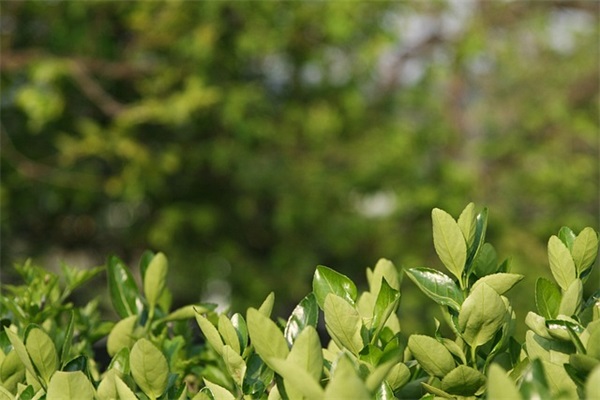 最新qq三个字网名(精选137个)