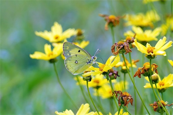 让人眼前一亮的文艺女网名(精选123个)