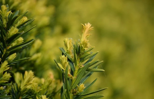 姓谢的男孩名字有内涵大气的名字600个