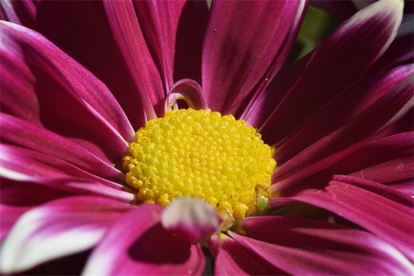 蒲姓女孩名字优雅大气 蒲姓女宝宝取名大全