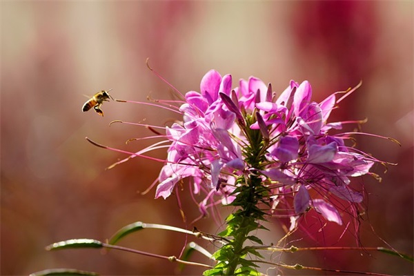 属兔的女孩取名字,女孩名字属兔寓意又好 属兔的女孩取名字,女孩名字属兔寓意又好