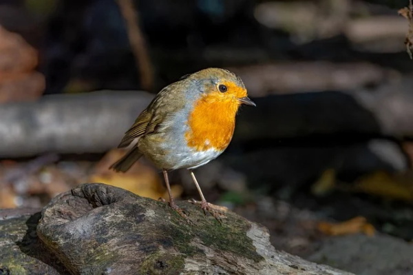 带锦的男孩名字620个 带锦的男孩名字620个