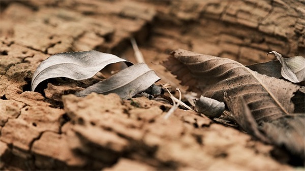 男宝宝李姓取名大全550个，李姓属虎男孩最吉利的名字