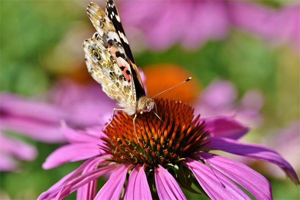 朱姓男孩的名字寓意好的取名 姓朱的男孩子取什么名字好