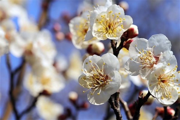 放在心尖上的女孩名字580个