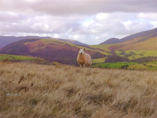 100个招财店铺好名字精选