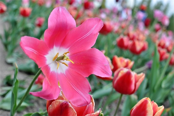 好听的兔年女孩名字大全500个，2025年最旺女孩名字推荐