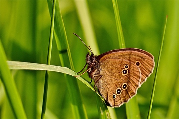 2025虎宝宝女孩名字洋气创意500个