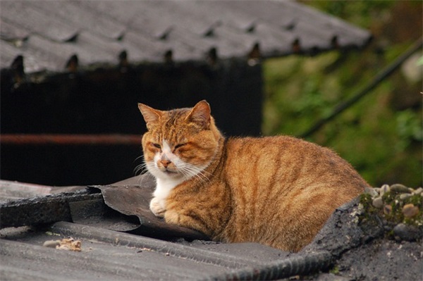 立夏文案走心说说