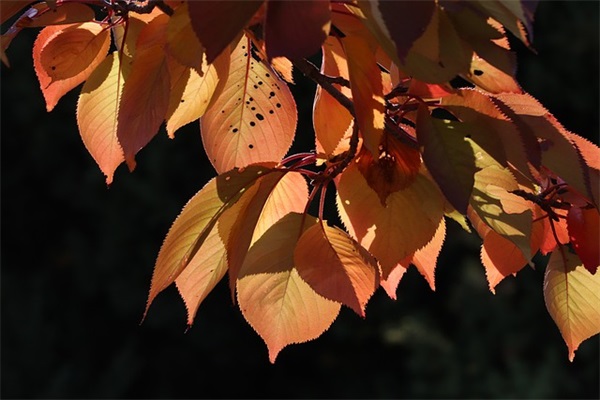 qq说说长篇评论52句