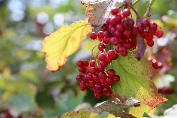 霜降节气优美句子 今日霜降文案说说
