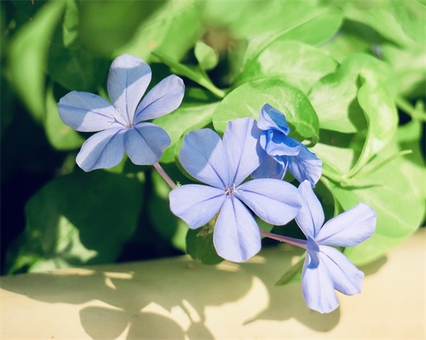 放烟花的空间说说79句