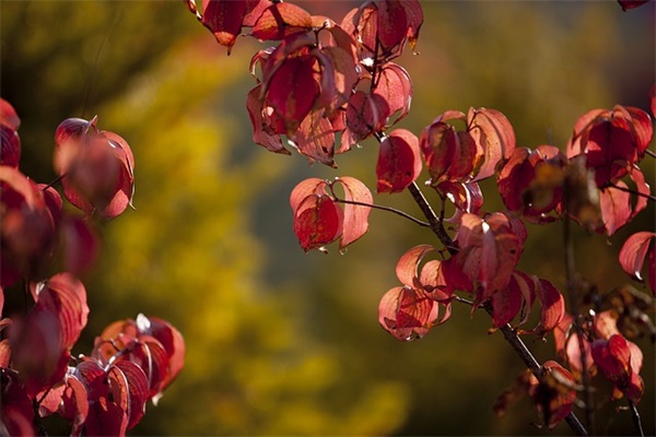 伤感的长句子说说心情123句