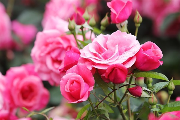 2025小暑经典文案说说 好听的文案说说