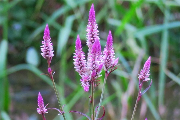 元宵节的说说祝福文案大全