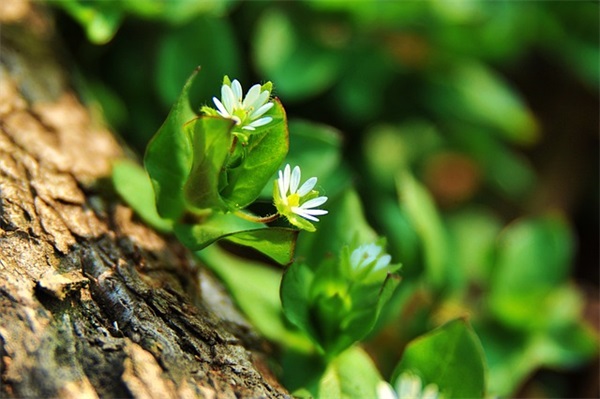 最想对父母说的话100句
