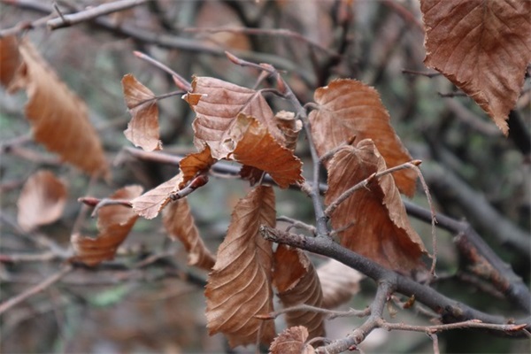 2025年新年说说大全100句