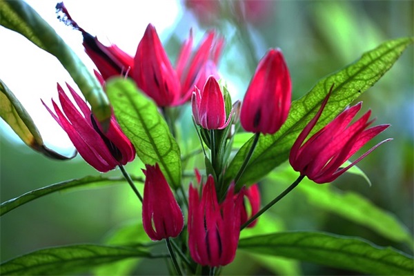 白岩松说过经典的话90句