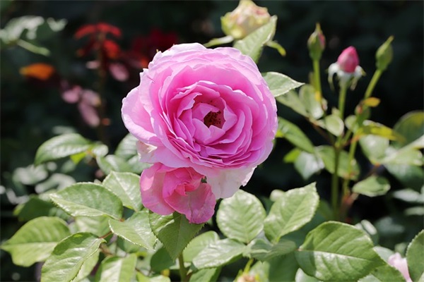 回忆的句子说说心情100句