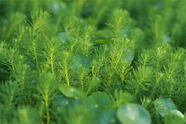 关于qq说说爱情长句