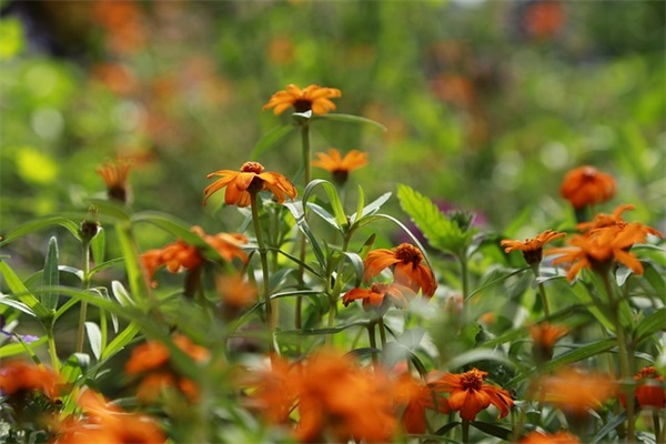 七夕情人节情话说浪漫的话2 七夕浪漫情话