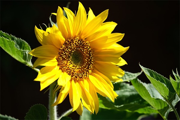 点赞爱情的说说