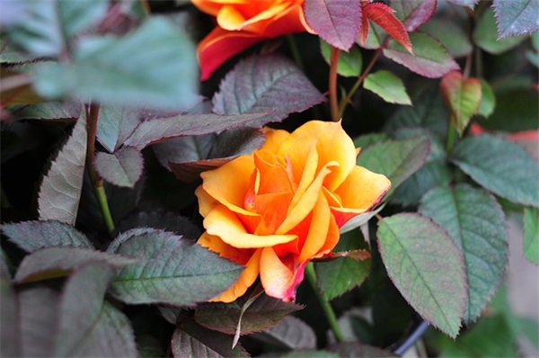 情人分手时说的话89句