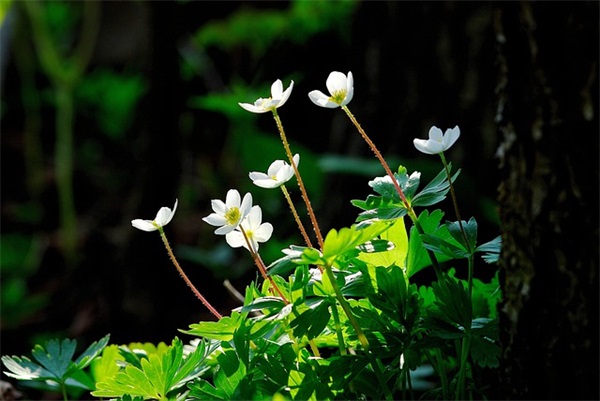 四月你好的说说简短 四月你好的说说