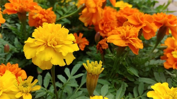 qq空间发表音乐说说88句