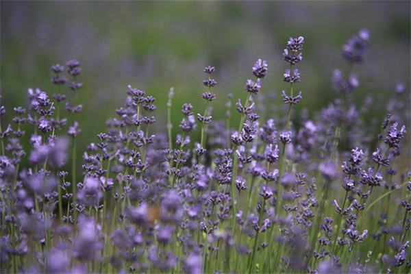 伤感的说说心情短语经典版
