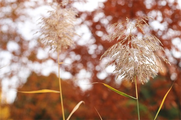520好听句子说说 坚强的句子说说心情