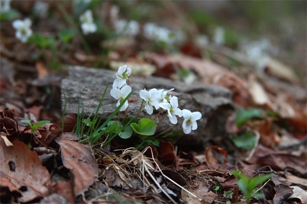 高考最后月冲刺的说说大全 高考前最后一天说说